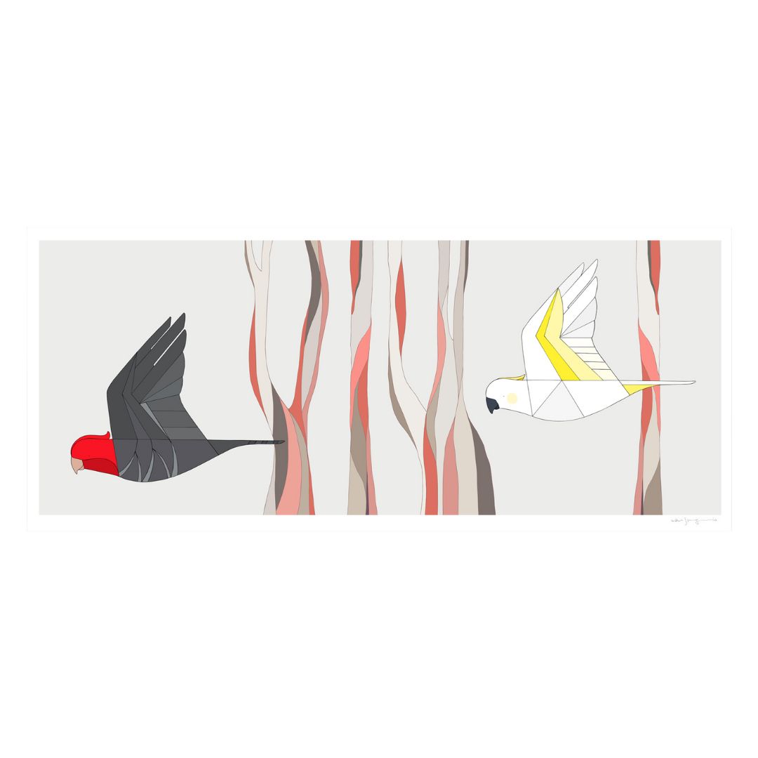 Canberra's cockatoo the Gang-Gang taking flight through brittle gums in this beautifully framed print from Eggpicnic