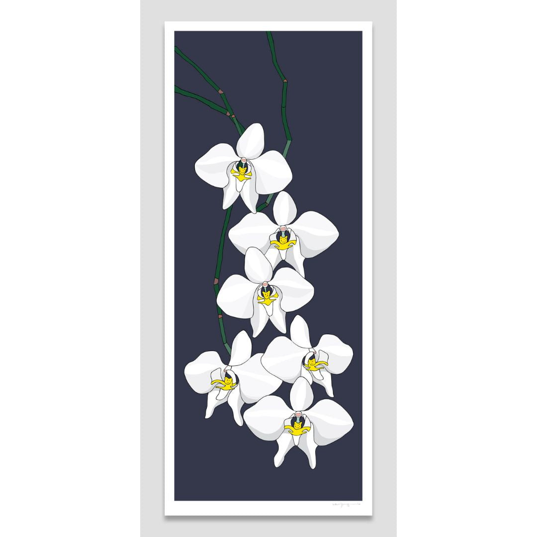 Australian Moth Orchid