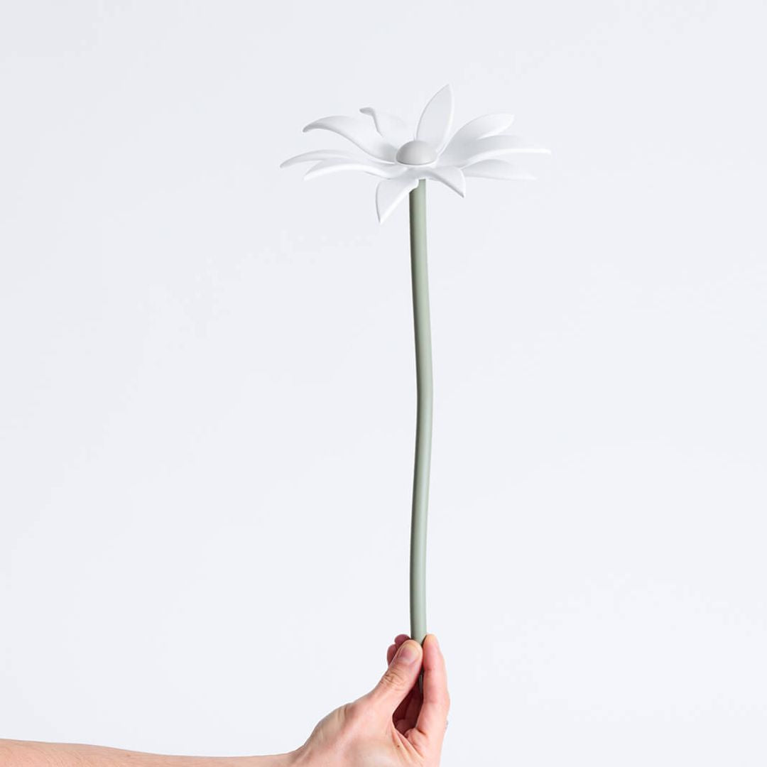 Flannel Flower
