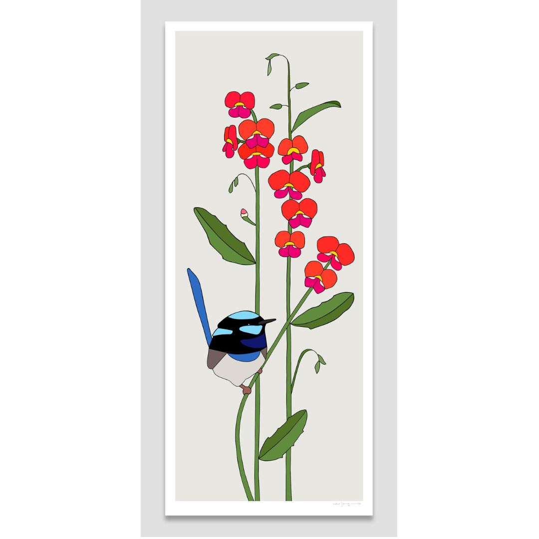 Superb Fairy-wren and Heart-leaf Flame Pea