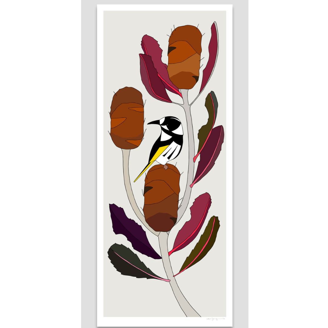 New Holland Honeyeater and Banksia robur