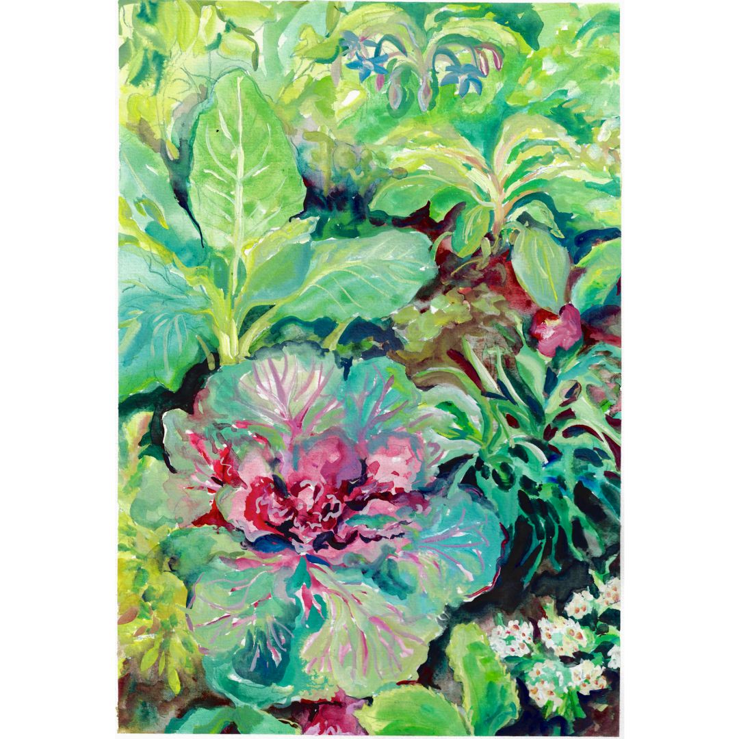 Ineka's cabbage patch in full bloom