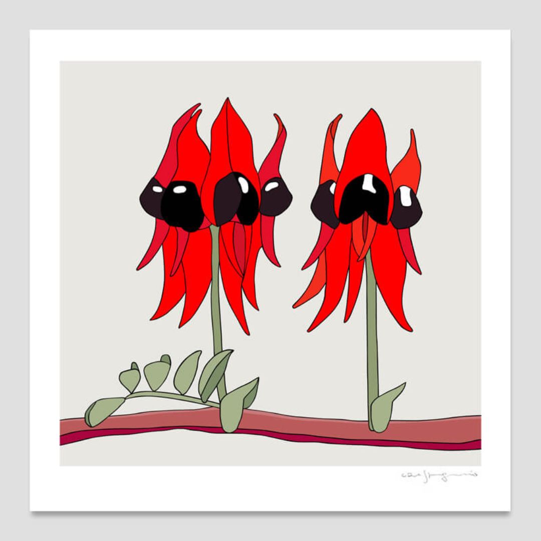 Sturt’s Desert Pea