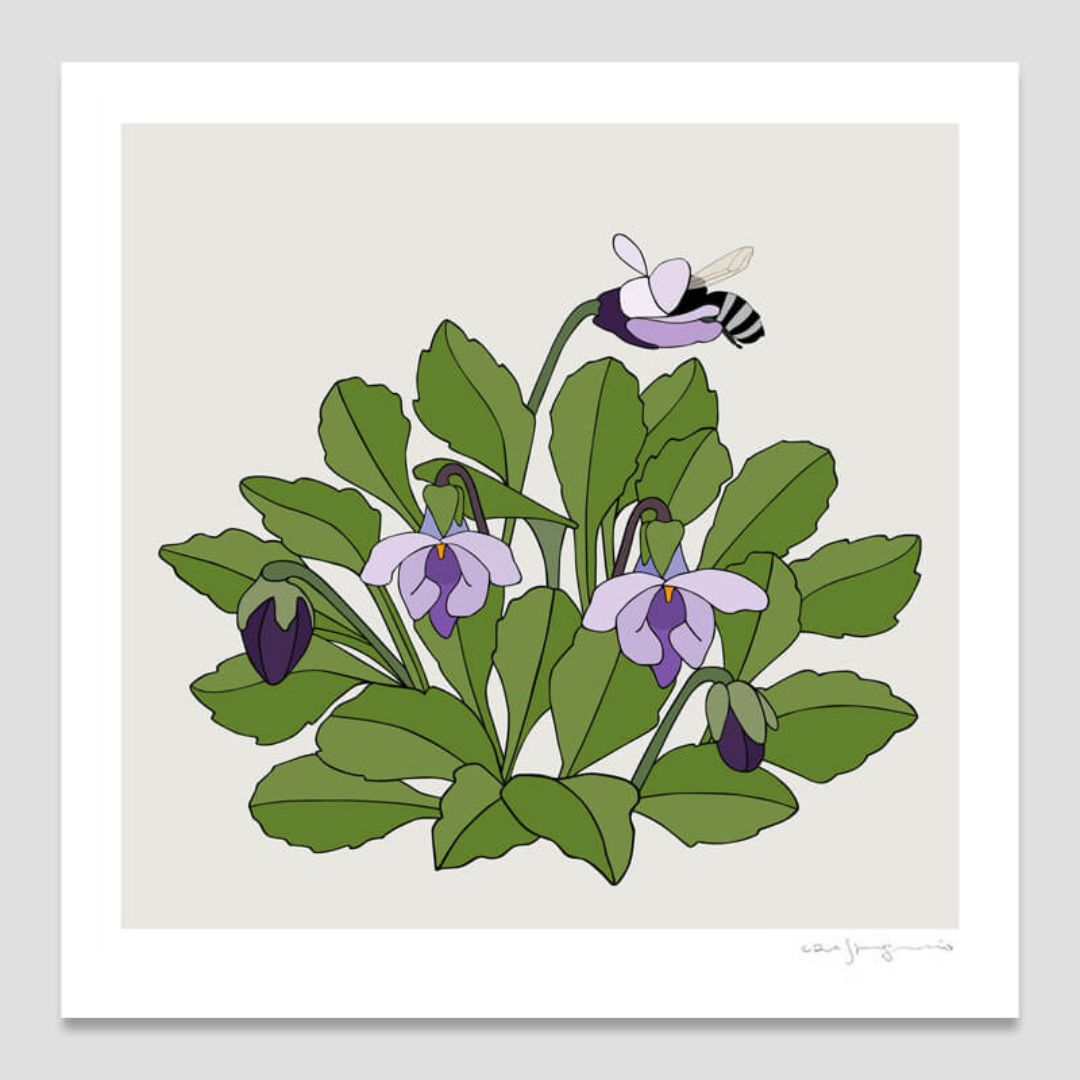 Viola Improcera and Woolly Sweat Bee
