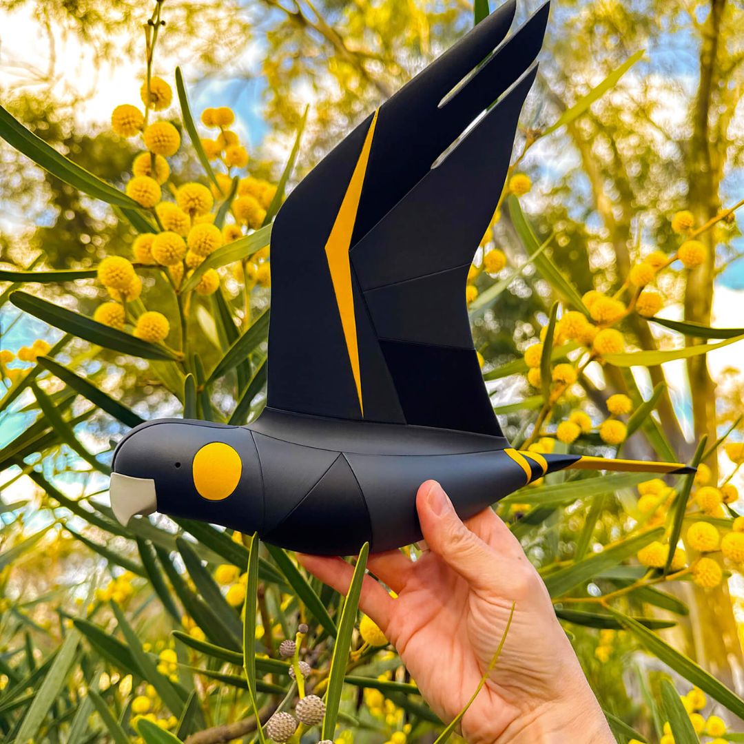 Yellow-tailed Black-Cockatoo in flight