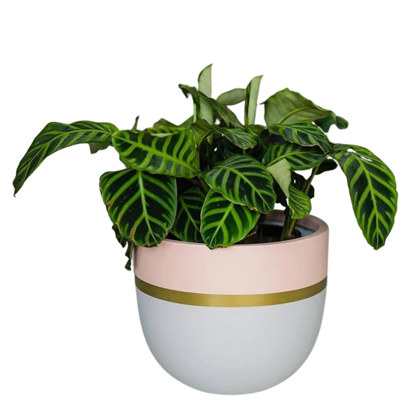 Cosmopolitan Pot Pink/ Gold // Large - Meet Gather Collect