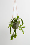 Capra Designs Terrazzo Hanging Pots are skilfully hand made from a resin and finished with tan leather.   The hanging plants come with a plug so that you can hang them inside drip free.   Irregularities in colour and pattern of each finished product are evidence of the careful hand-made process.  The pot you purchase will look similar to but will not be identical to the one photographed.     16cm high X 17cm wide  Approx 50cm leather cord
