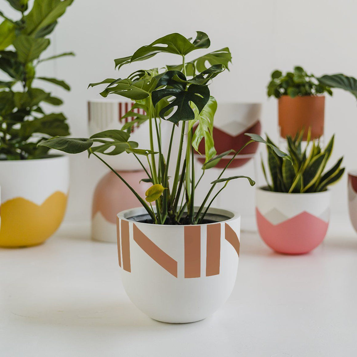 Toast and honey-Meet the Chloe pot. Why fit in when we are born to be unique?  Medium: 400mm D x 340mm H  All our pots are lightweight and suitable for both indoor and outdoor use. They all come with a drainage hole, which is ideal if you’re planting directly into the pot.